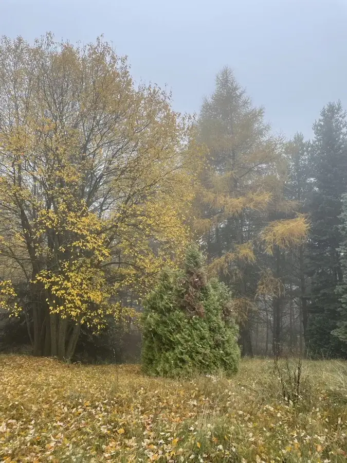 Herbstwald am Grundstück